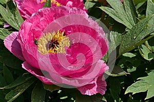 Blossoming large pink flower of Tree Peony cultivar, latin name Paeonia Suffruticosa