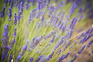 Blossoming of lavander flowers on the field ,closer view