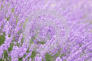 Blossoming lavender