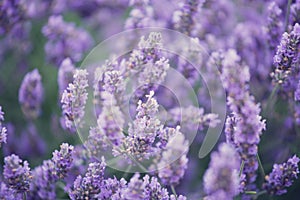 Blossoming lavender
