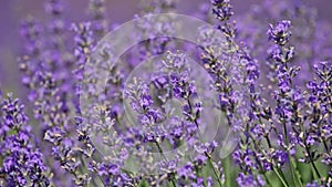 Blossoming lavender
