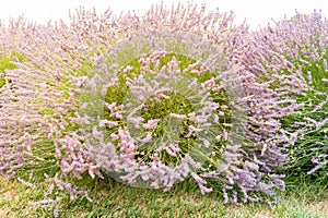 Blossoming lavender on field at Sequim, Washington, USA