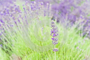 Blossoming lavender on field at Sequim, Washington, USA