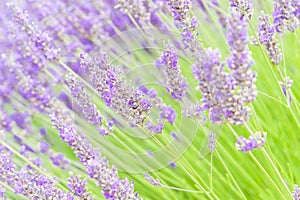 Blossoming lavender on field at Sequim, Washington, USA