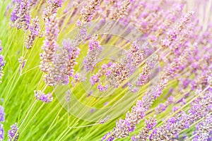 Blossoming lavender on field at Sequim, Washington, USA