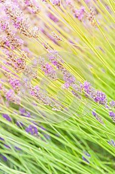 Blossoming lavender on field at Sequim, Washington, USA