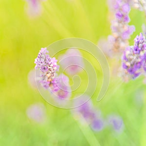 Blossoming lavender on field at Sequim, Washington, USA