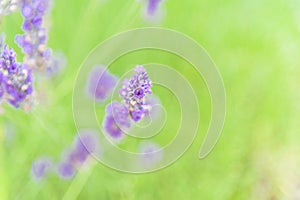 Blossoming lavender on field at Sequim, Washington, USA