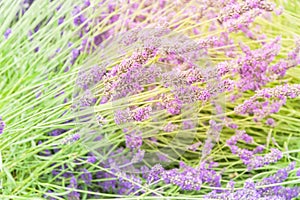 Blossoming lavender on field at Sequim, Washington, USA