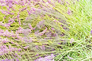 Blossoming lavender on field at Sequim, Washington, USA