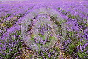 Blossoming lavender in summer day