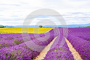 Blossoming lavender and sunflower fields in Provence, France.