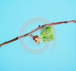Blossoming leaves on a tree branch. It& x27;s spring