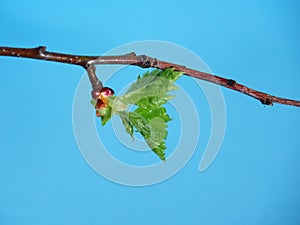 Blossoming leaves on a tree branch. It& x27;s spring