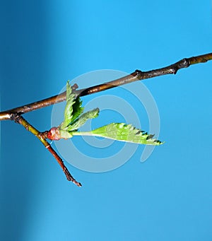 Blossoming leaves on a tree branch. It& x27;s spring