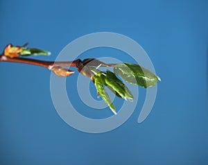 Blossoming leaves of a tree. It& x27;s spring. Photo on a blue background