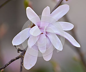 Blossoming light pink magnolia flower closeup