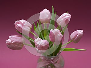 Blossoming light pink tulips, bright springtime bouquet floral card, selective focus 2