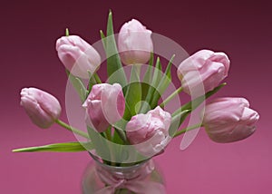 Blossoming light pink tulips, bright springtime bouquet floral card, selective focus 2