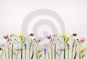 Blossoming light yellow daffodils and white tulips, pink hyacinths and spring flowers festive background