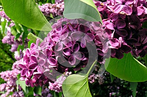 Blossoming Lilac