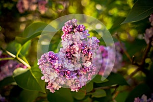 Blossoming lilac flowers. Hello spring.Branch of beautiful purple lilac flowers in the bush with green leaves.flowering