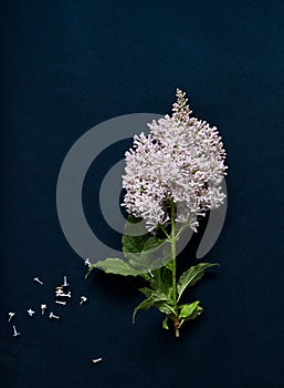 Blossoming lilac isolated on blue background