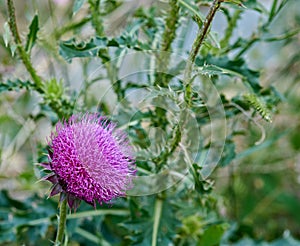blossoming lilac thistle flower close up in summer