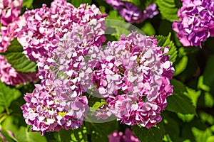 Blossoming lilaceous flower blossom clusters in spring