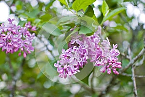 Blossoming lilacs bush in the garden
