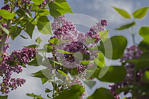 Blossoming lilacs photo