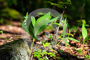 Blossoming lilies of the valley in a sunny forest