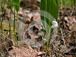 Blossoming lily of the valley, Convallaria majalis