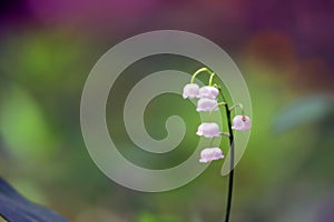 Blossoming Lily of the valley Convallaria majalis plant with white and pink flowers from Asparagaceae family on a purple-green