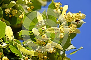 Blossoming of a linden European Tilia europaea L. against the background of the sky