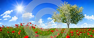 Blossoming lone tree on a colorful meadow with poppy flowers