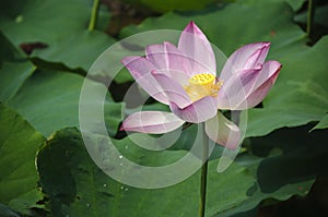 Blossoming lotus flower