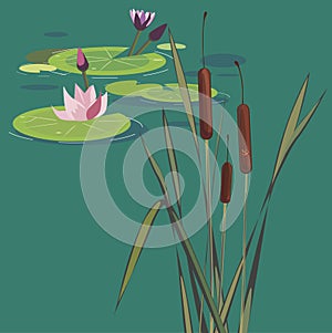 Blossoming lotuses on a bog