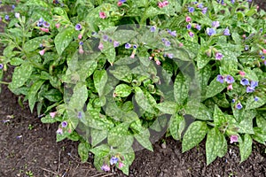 The blossoming lungwort sugar, or spotty Pulmonaria saccharata Mrs Moon