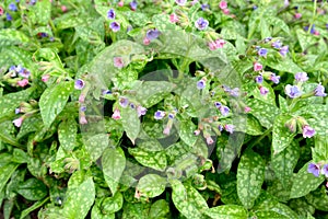 The blossoming lungwort sugar, or spotty Pulmonaria saccharata Mrs Moon. Background