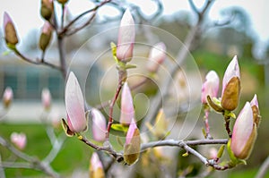 Blossoming magnolia bud in the park in spring