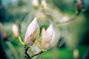 Blossoming magnolia bud in the park in spring