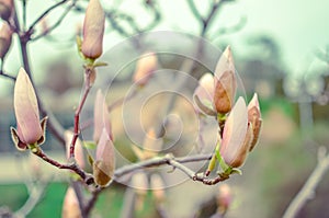 Blossoming magnolia bud in the park in spring