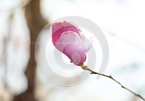 Blossoming magnolia bud in sunset light.