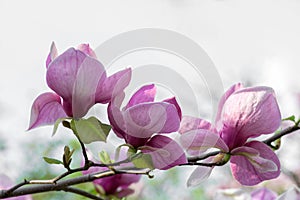 Blossoming magnolia flowers