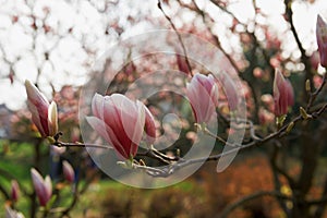 Blossoming magnolia flowers in spring time photo