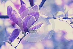 Blossoming magnolia flowersin the garden