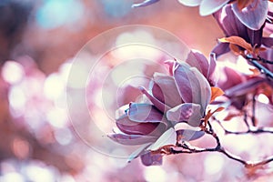 Blossoming magnolia flowersin the garden