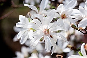 Blossoming white flower background, natural wallpaper, flowering magnolia kobus branch in spring garden