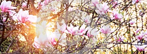 Blossoming of magnolia pink flowers in spring garden, natural background for wallpaper